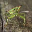 Hawthorn shield bug