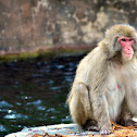 Japanese macaque