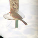 Northern Cardinal
