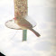 Northern Cardinal