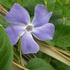 Pervinca