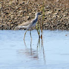 Lesser Yellowlegs