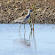Lesser Yellowlegs