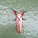 Peppermint moth