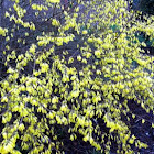Forsythia