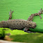 Four-clawed Gecko