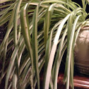 Spider plant