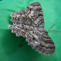 Moth