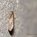 Brown Lacewing