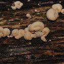 luminescent panellus