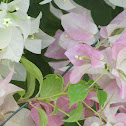 Bougainvillea glabra