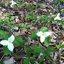White Trillium