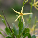Yellow Tailflower