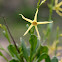 Yellow Tailflower