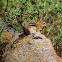 Golden-mantled ground squirrel