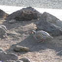 Chukar