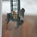 Bushtit