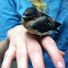 Swallow