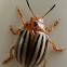 False Potato Beetle