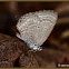 Plains Cupid