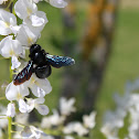 Cartpenter Bee