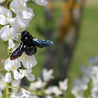 Cartpenter Bee