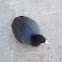 American Coot