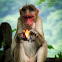 Bonnet Macaque