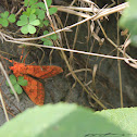 uncertain moth