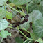 Pipevine Caterpillars