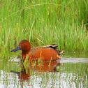Cinnamon Teal