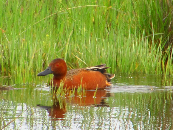 Spotting Image 1