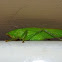 Conehead Katydid
