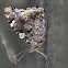 Red Admiral