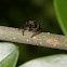 Jumping spider