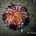 Fire Urchin