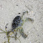green crab