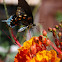 Pipevine Swallowtail