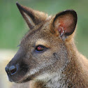 Red-necked Wallaby