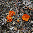 Orange Peel Mushroom