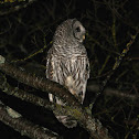 Barred Owl