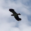 Lapwing