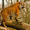 Bengal Tiger