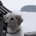 개