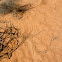 Goanna (monitor) tracks