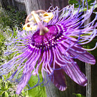 Passion flower