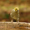 White-plumed Honeyeater
