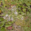 Japanese barberry