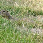 Richardson's Ground Squirrel
