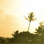 Palm tree